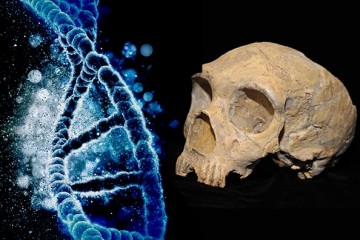 ДНК неандертальцев защищает европейцев от гриппа и гепатита