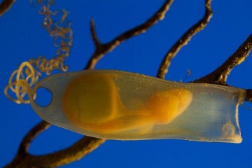 Эмбрионы-каннибалы съедают своих братьев и сестер в утробе матери-акулы