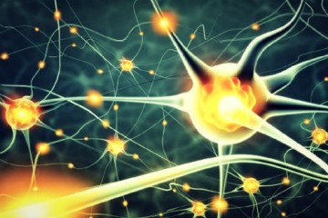 Умного человека отличают более сложные и быстрые нейроны мозга