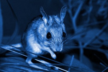 Учёные дали мышам зрение Хищников