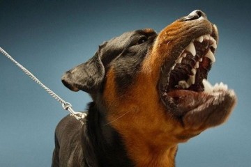 МВД включило в список опасных собак фантастических тварей