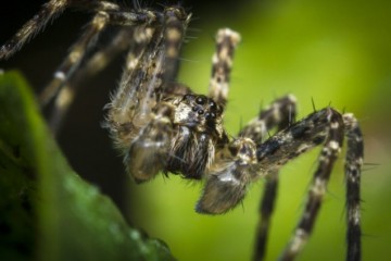 Ученые нашли вещество для отпугивания пауков