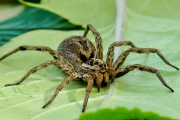 Почему яды пауков столь высокоэффективны?