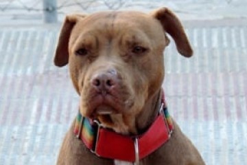 В Испании в суд вызвали пострадавшую от хозяина собаку