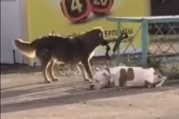 Сердца россиян покорила собака-помогака
