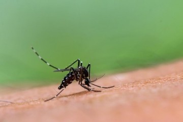 Комары любят полных беременных спортсменок с 1 группой крови