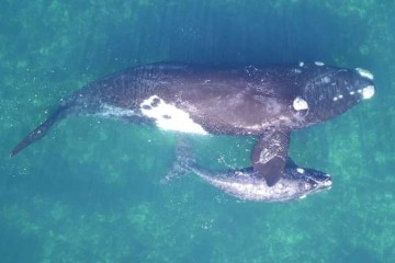 Ученые нашли способ взвешивать китов прямо в море