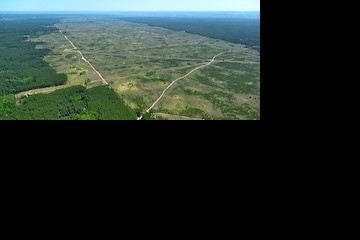 Российские чиновники «посеяли» лес площадью с Бразилию