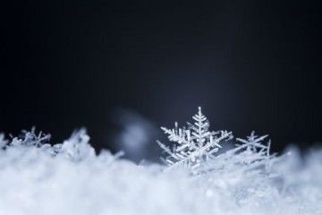 Ученые обнаружили, что даже белый снег может содержать множество микроорганизмов