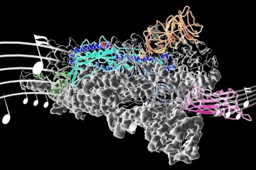 Структуру шиповидного белка коронавируса SARS-CoV-2 перевели в музыку