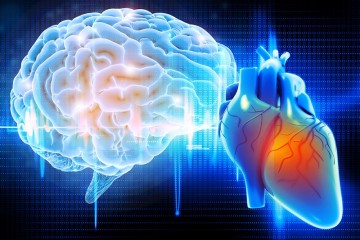 Ученые определили, как сердцебиение влияет на наше восприятие