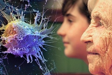 Иммунные клетки омолаживают стареющий организм