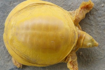 Редкий генетический дефект хроматическй лейкизм делает черепаху золотой