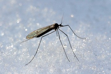 Комары ответили на глобальное потепление покорением Антарктиды