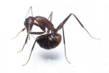 Ученые выяснили, что муравьи дезинфицируют себя изнутри своей кислотой