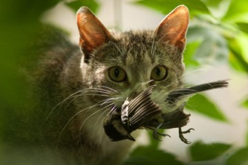 Ученые определили, как можно удержать домашних кошек от охоты на мелких животных