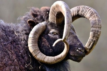 Ученые раскрыли генетический секрет курьеза овец и коз с четырьмя рогами