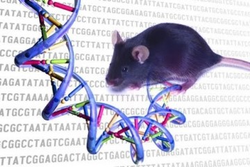 Человеческий ген способствует росту коры головного мозга и гибкости памяти мышей