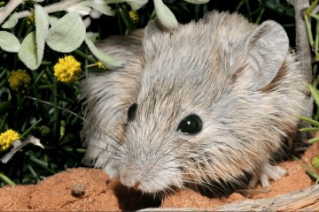 «Вымершая» в 19 веке мышь обнаружена в «животной программе защиты свидетелей»