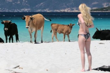 Сельскохозяйственная политика ЕС привела к мародерству коров на пляжах Корсики