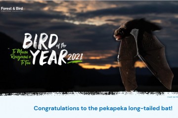 Птицей года Новой Зеландии признана летучая мышь
