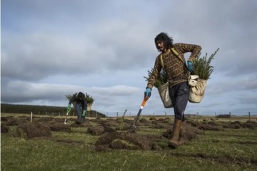 В Нидерландах придумали, как бесплатно высадить 1 млн деревьев