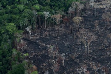 Экологичная ткань разрушает тропический лес
