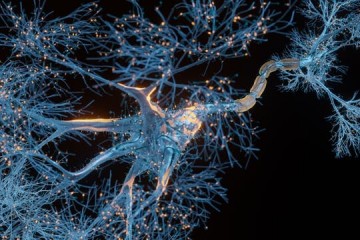Уменьшение числа ионных каналов в нейронах могло улучшить умственные способности человека