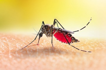 Стратегии комаров зависят от времени их активности