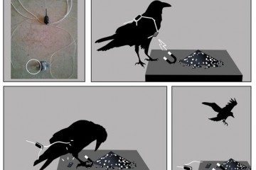 Умные птицы перехитрили команду ученых, помогая друг другу снимать устройства слежения: 
