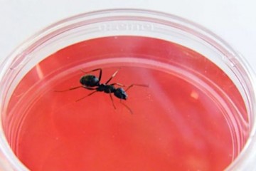 Ученые предложили альтернативный метод поиска биомаркеров рака с помощью муравьев