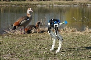 Исследователи разработали робота, взяв за образец ноги нелетающей птицы