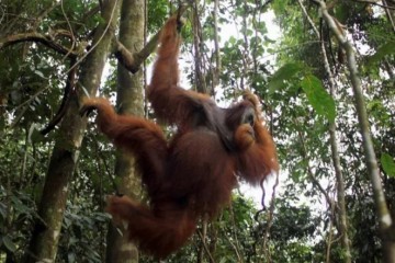 Орангутанги демонстрируют свою крутизну с помощью сленга