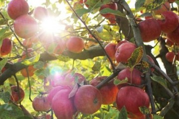 Ученые определили, чем дикие яблоки были полезнее культурных