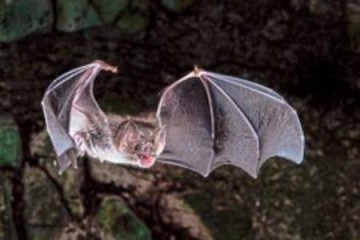 Генетики раскрыли секрет летучих мышей-вампиров, живущих только за счет крови