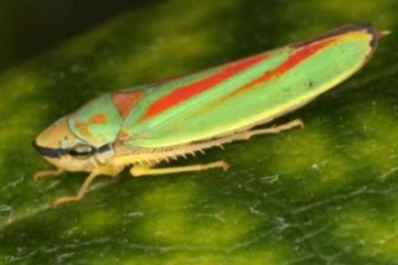Биологи обнаружили в брюшке у цикадок неизвестный ранее сложный орган чувств