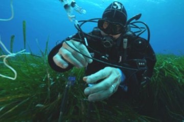 Сладкий сюрприз под лугами морских водорослей