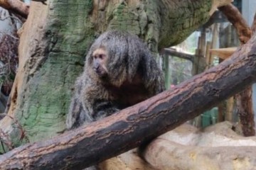 «Обезьяний медиаплеер» показал, что приматы в зоопарке предпочитают больше слушать