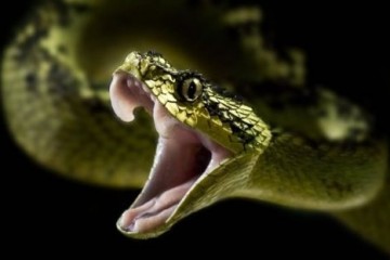 Яд самых смертоносных змей может остановить неконтролируемое кровотечение