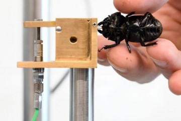 Ученые создали сенсорную систему для измерения силы укусов мелких животных