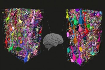 Чем наш мозг отличается от мозга мышей и обезьян?