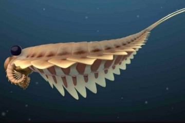 Палеонтологи обнаружили ископаемого доисторического хищника с тремя глазами