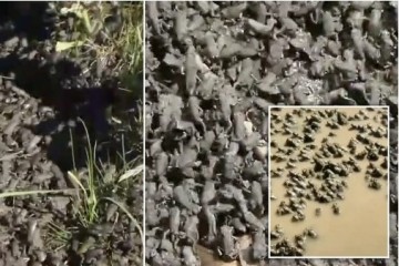 Экологов испугала самая большая в мире британская «Армия лягушек»