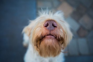 Собаки могут видеть носом