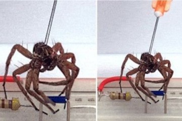 Ученые воскресили пауков и неизвестно для чего превратили их в некроботов 