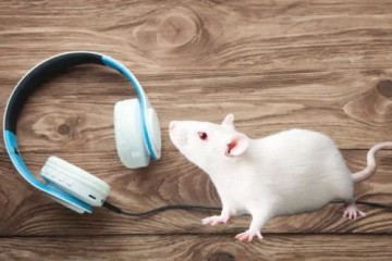 Тихие, чуть слышные звуки облегчают боль у мышей