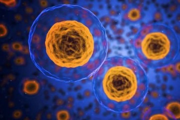 Клетки «дискутируют между собой», чтобы выдумать лучший иммунный ответ