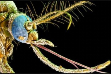 Ученые выяснили, что комары находят нас, нарушая фундаментальное правило физиологии обоняния