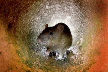 Эксперты предупреждают о возможных атаках расплодившихся крыс на дома британцев