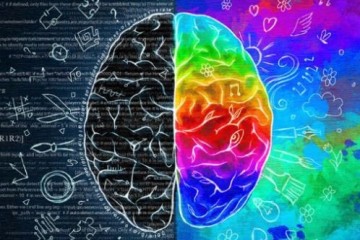 Ученые определили, от чего зависит асимметрия мозга при выполнении различных когнитивных задач